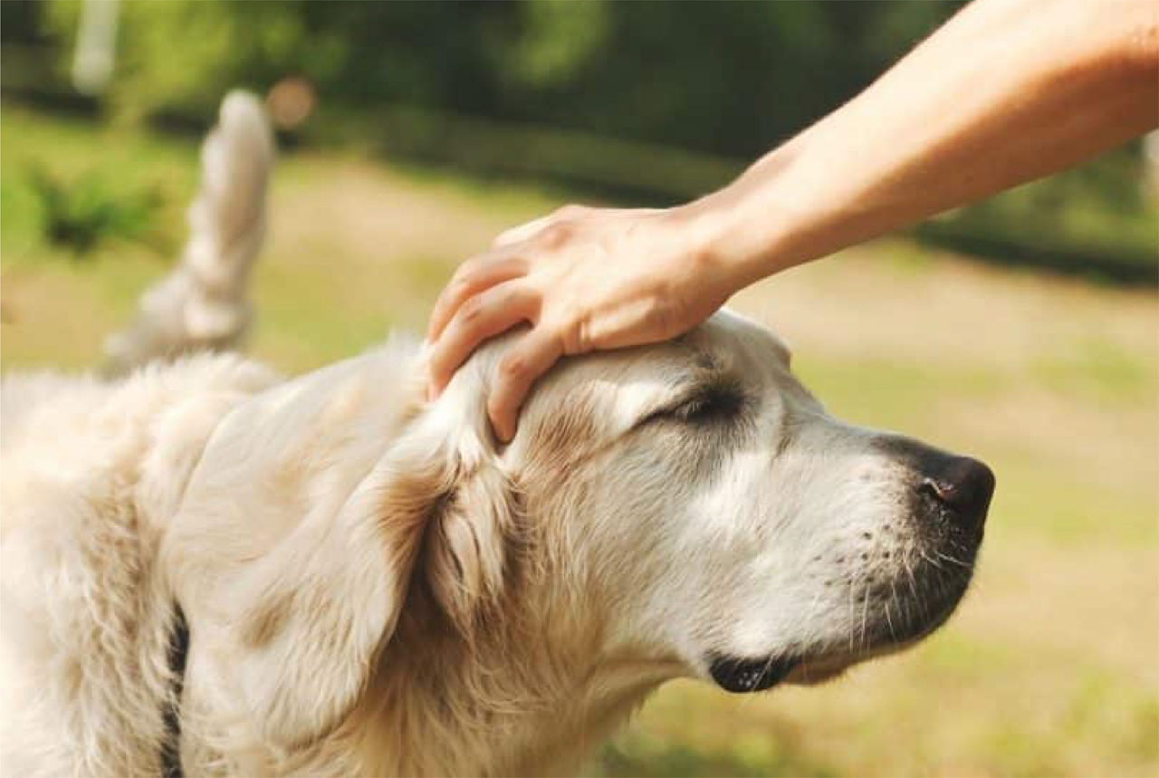 بیماری‌های پوستی مشترک بین حیوانات خانگی و انسان